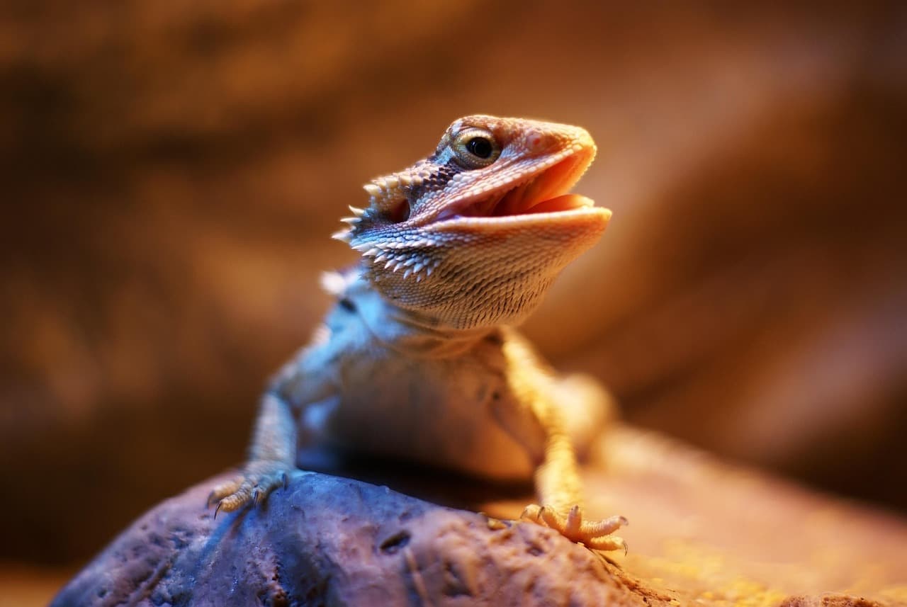 Bearded Dragon Care Sheet