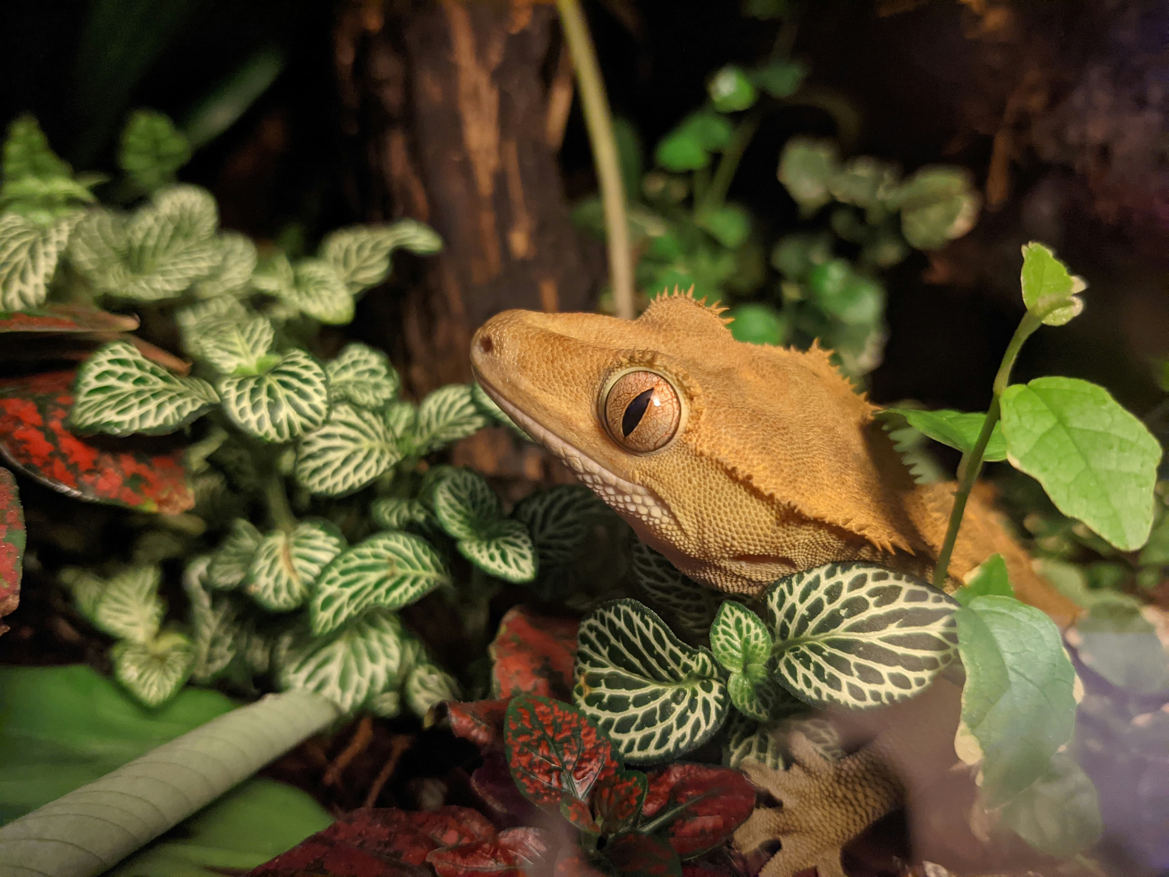 Reptile collage or terrarium