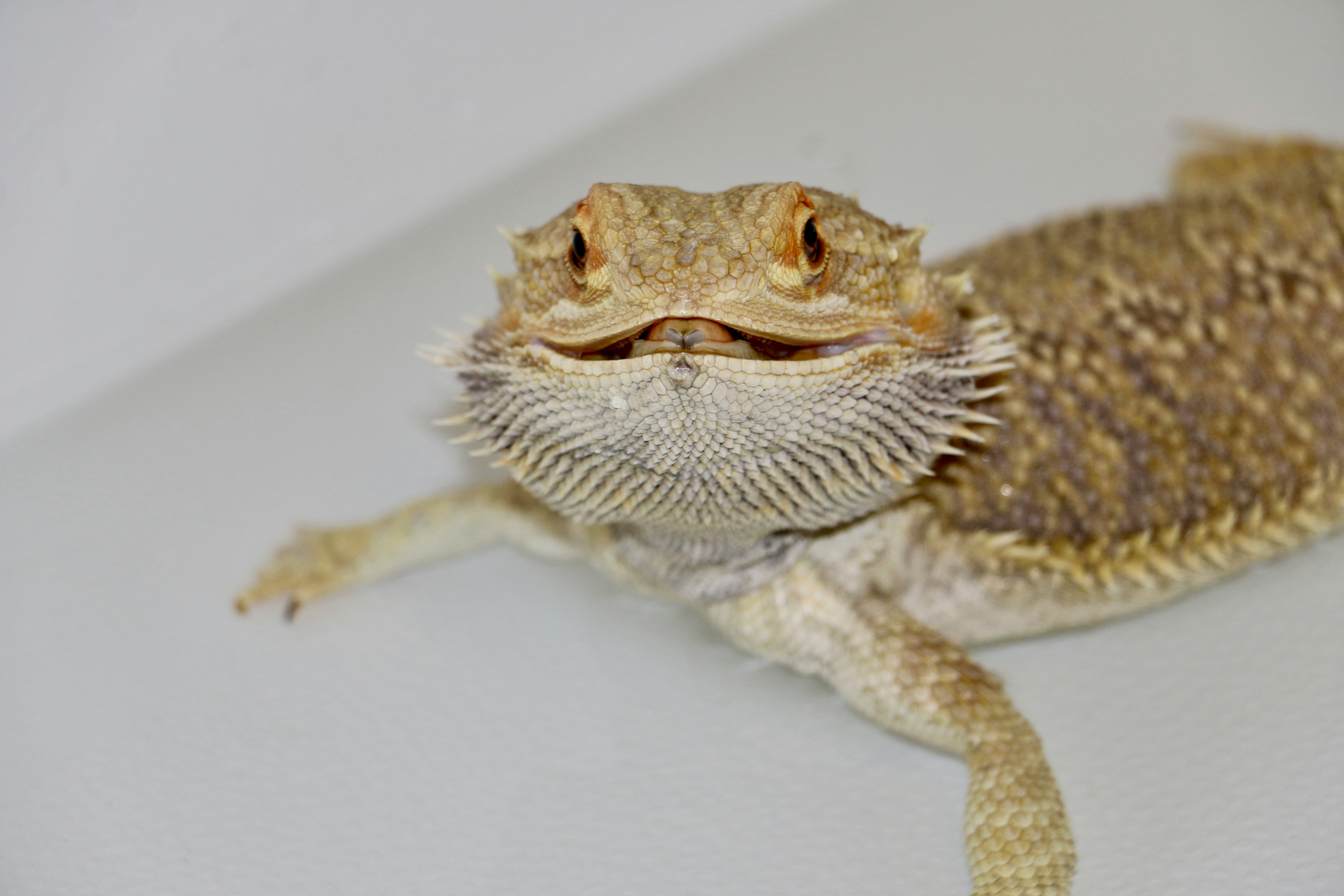 Bearded dragon taking a bath.