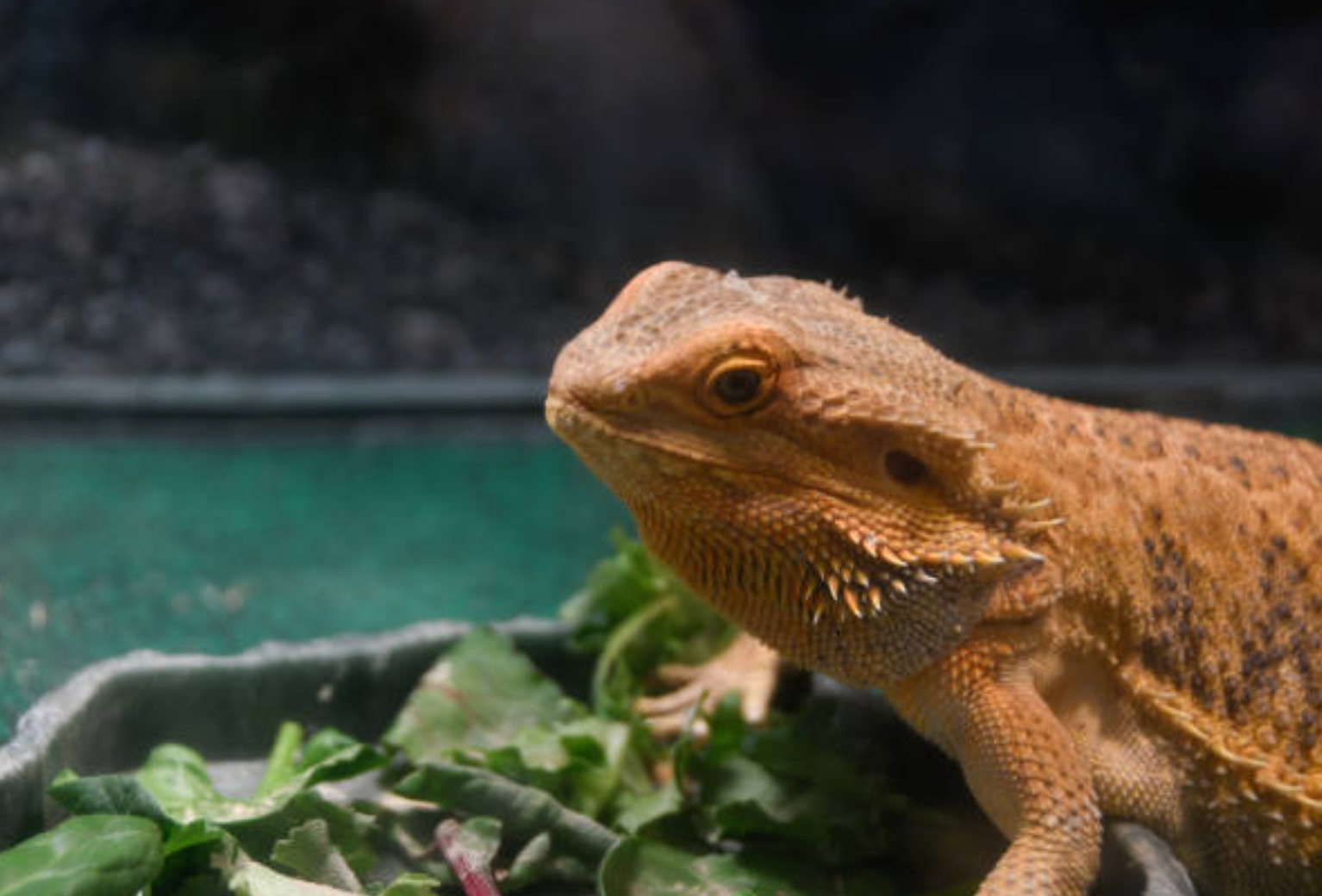 Bearded dragon eating.
