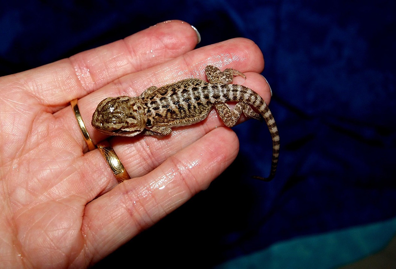 A person gently holding a bearded dragon.