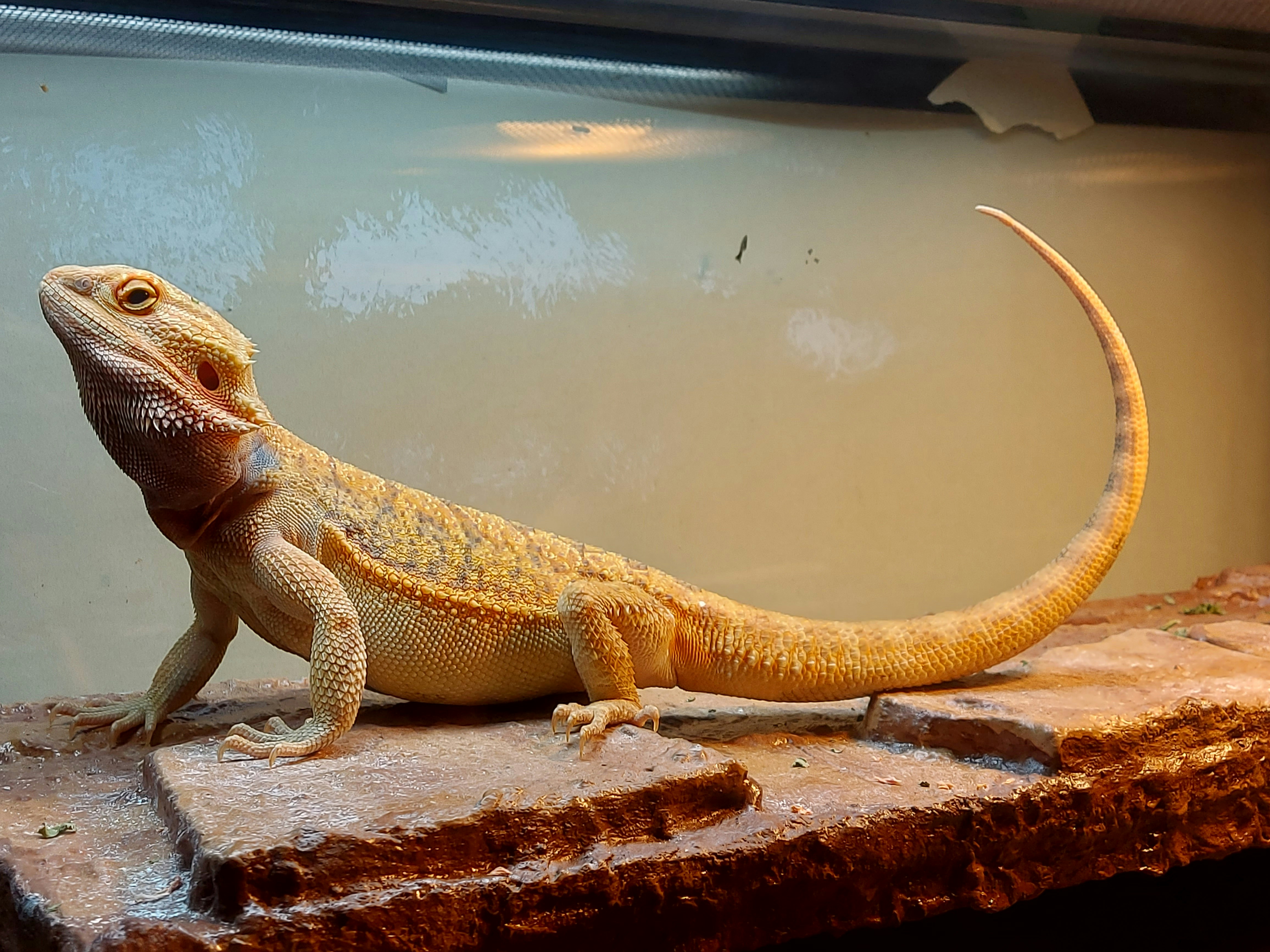 A friendly adult bearded dragon resting.