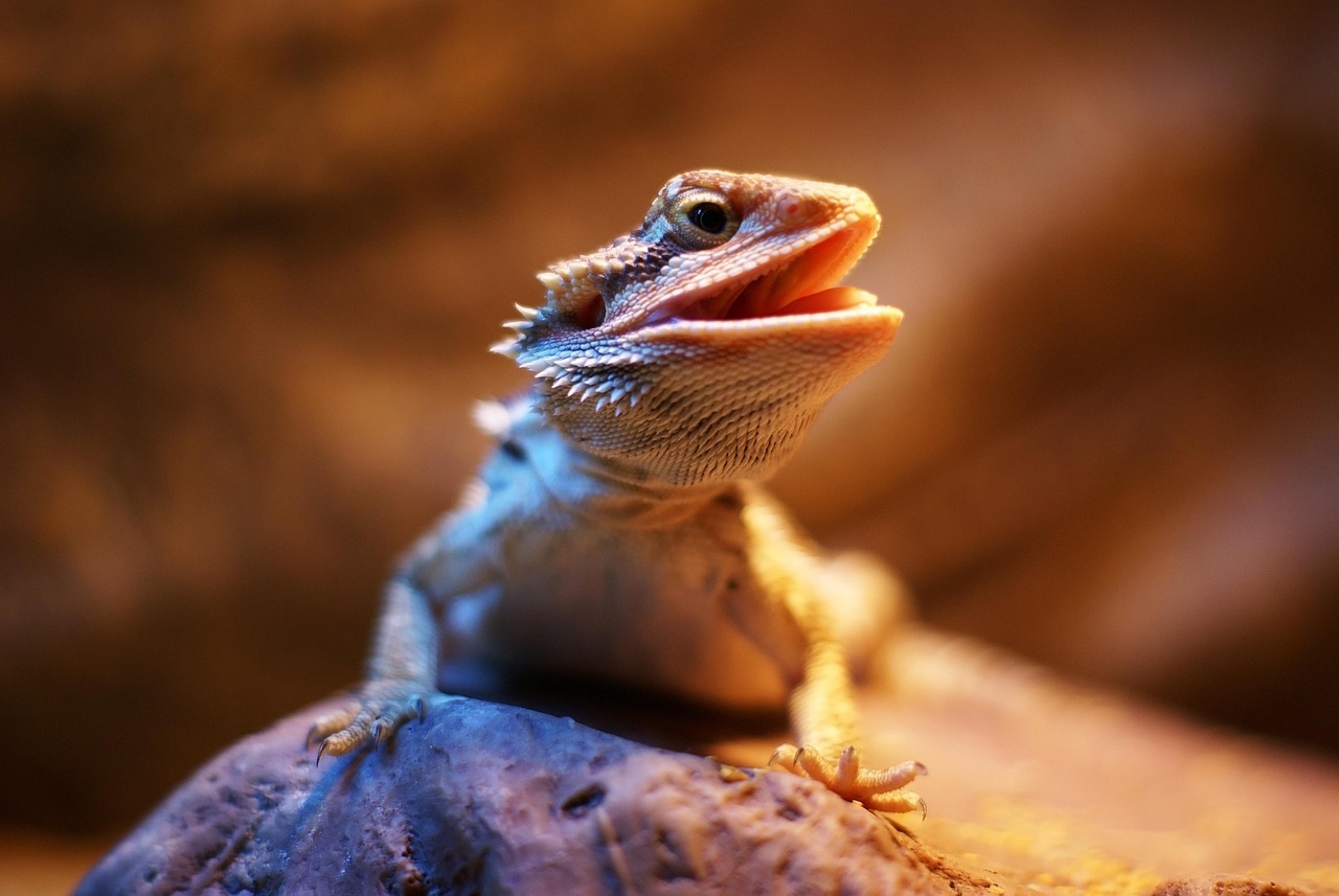 Bearded Dragon Care Sheet