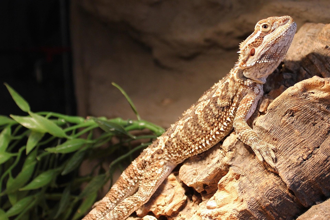 Bearded dragon in its enclosure.