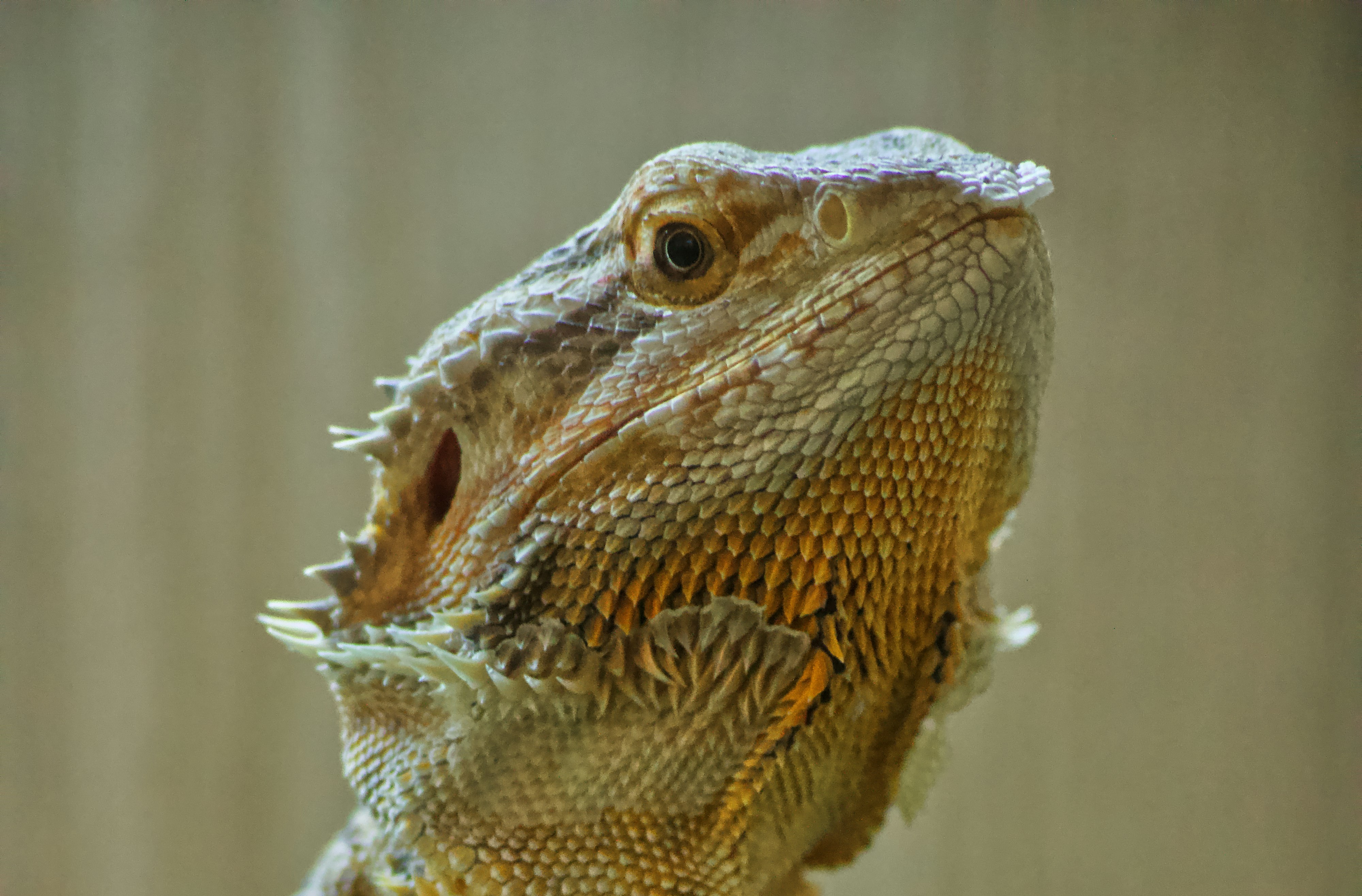 Bearded dragon resting on a branch.
