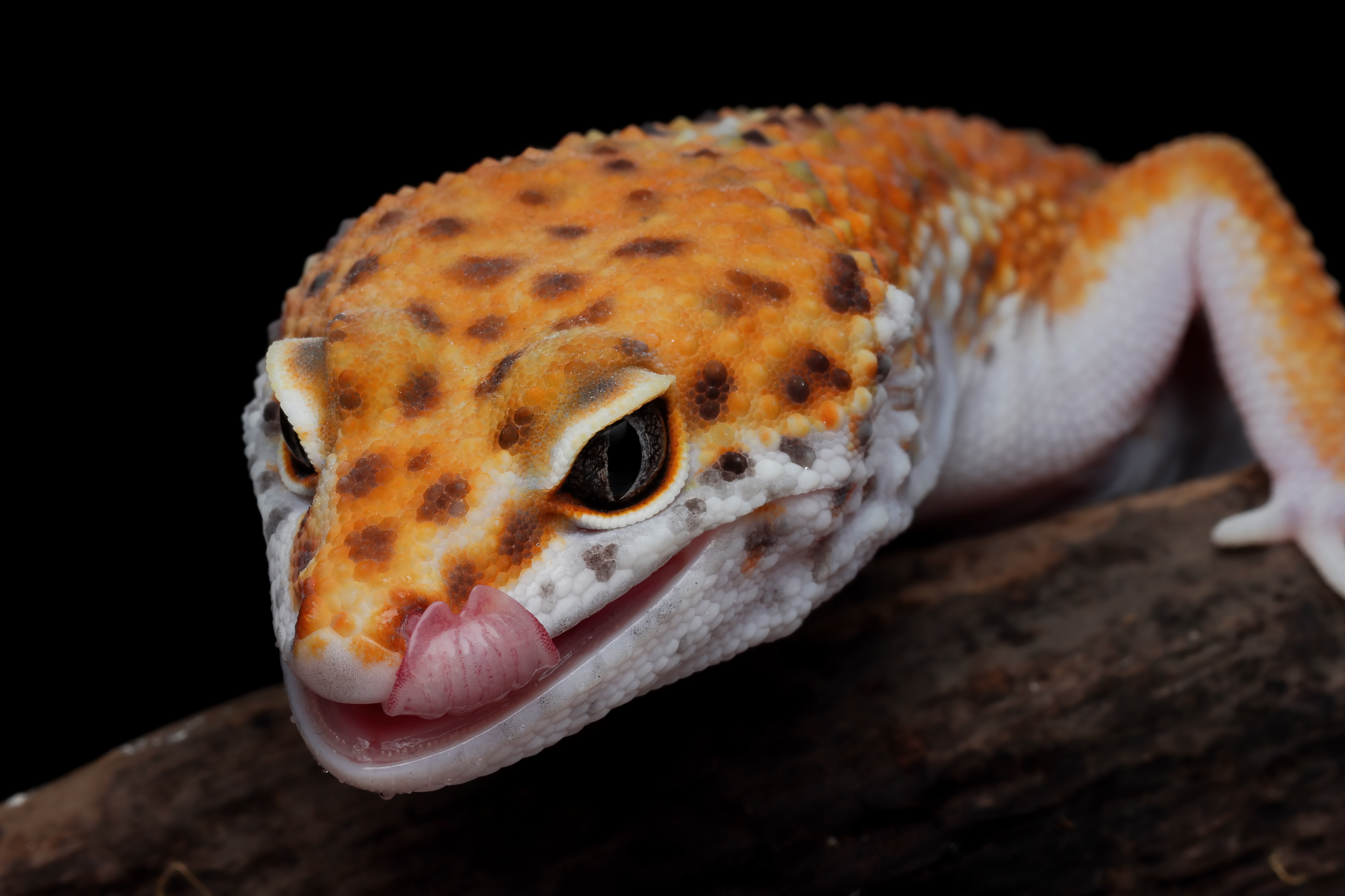Leopard Gecko Eating