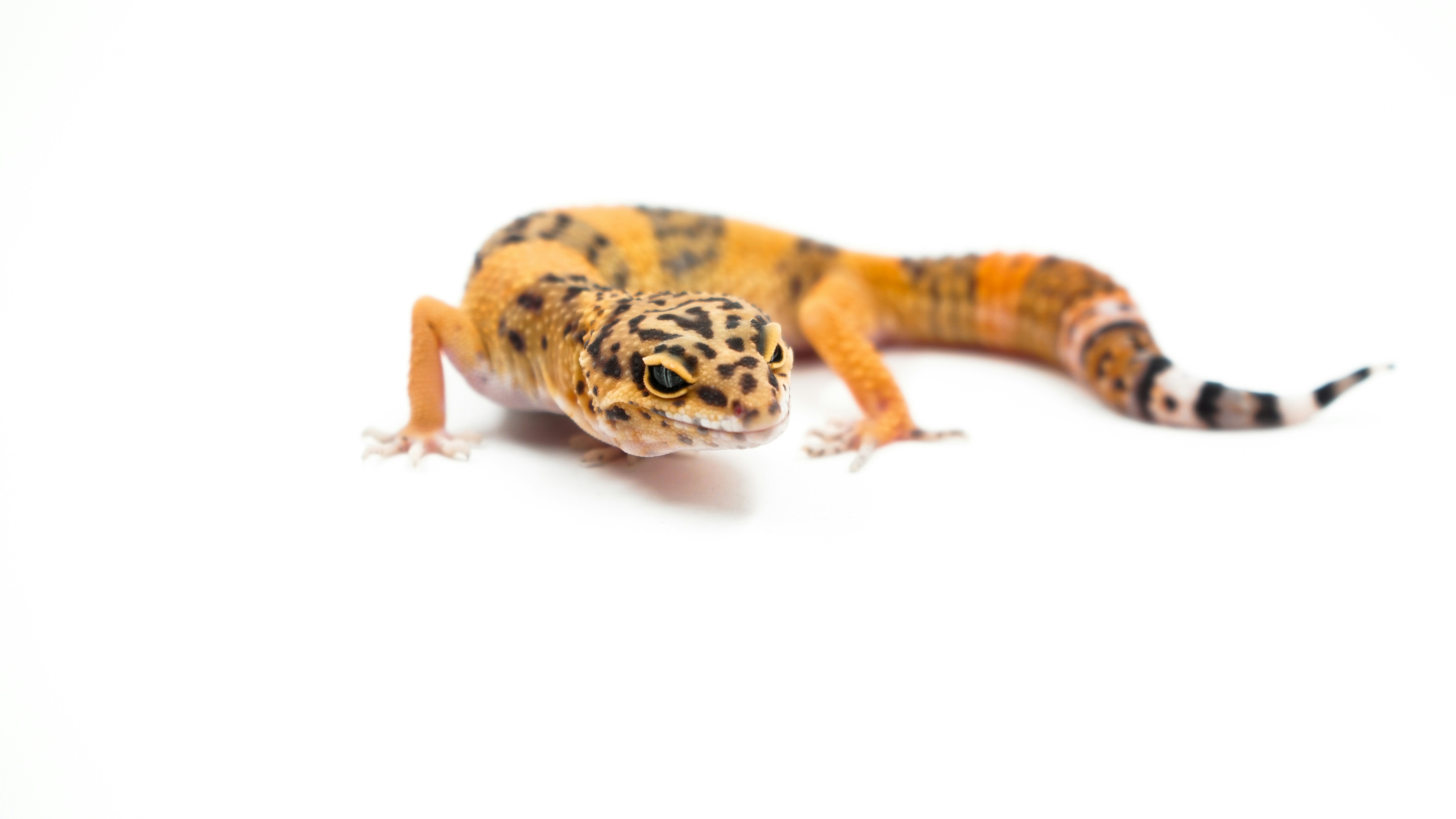 leopard-gecko.jpg