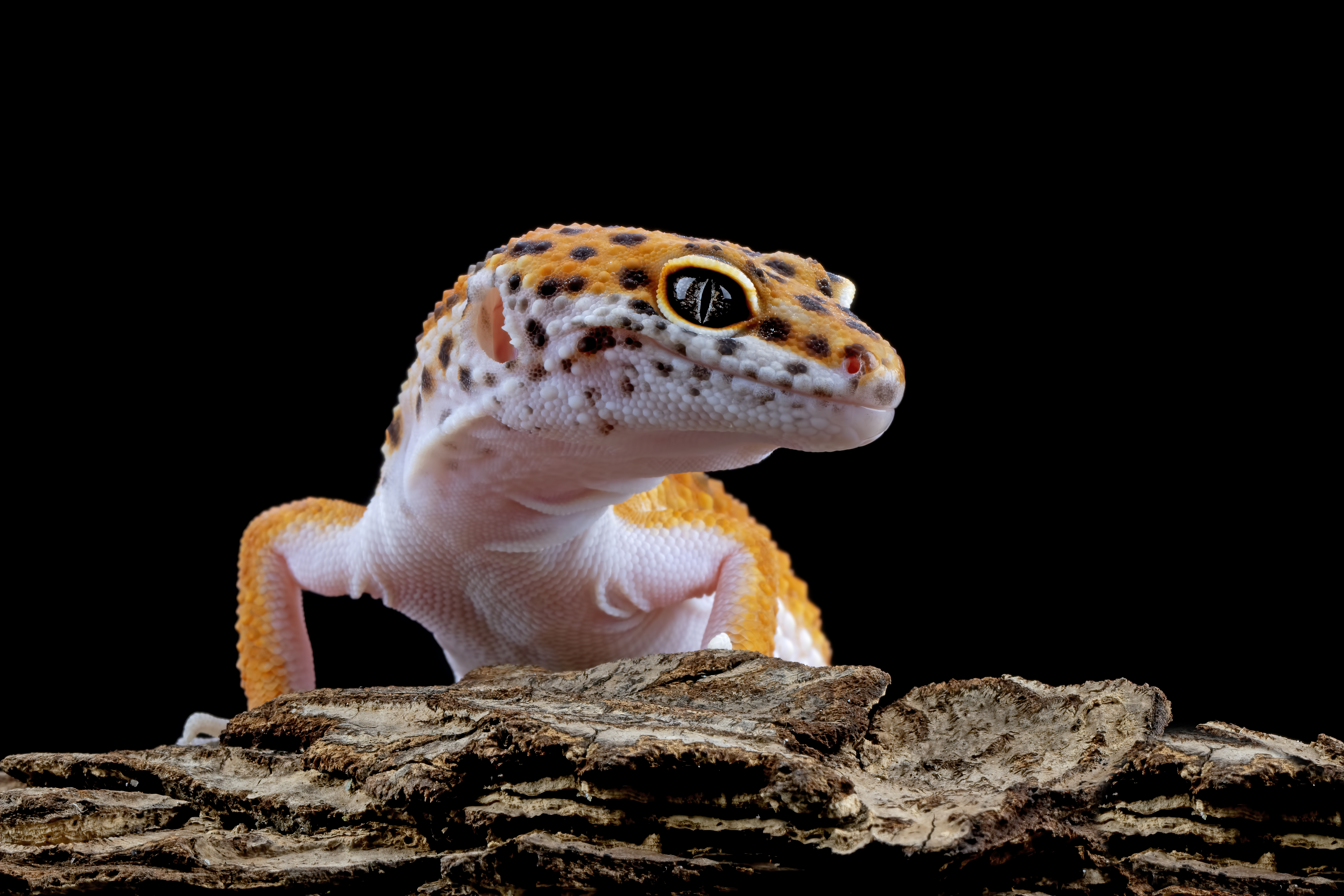 Caring for your Leopard Gecko